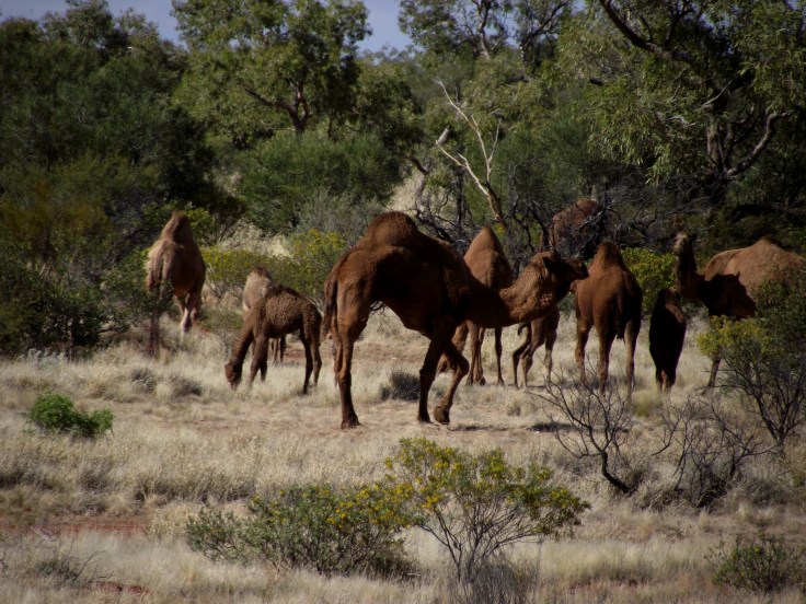 Coober Pedy to Ayers Rock 173