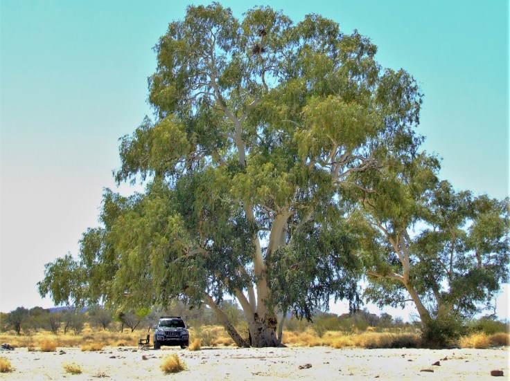 Lunch under the gumtree. West MacDonnell Ranges