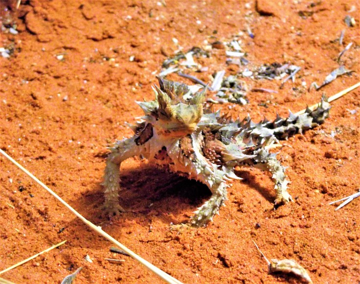 Thorny Devil - Alice Springs